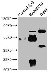 Immunoprecipitating RANBP10 in Rat brain tissue  | Lane 1: Rabbit control IgG instead of RANBP10 Antibody in Rat brain tissue. For western blotting, a HRP-conjugated Protein G antibody was used as the secondary antibody (1/2000)  | Lane 2: RANBP10 Antibody (6µg) + Rat brain tissue (1mg)  | Lane 3: Rat brain tissue (20µg)Rabbit anti-Human RANBP10 Polyclonal Antibody