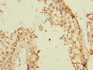 Immunohistochemistry of paraffin-embedded human testis tissue using the antibody at dilution of 1:100Rabbit anti-Human TEX43 Polyclonal Antibody