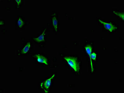 Immunofluorescent analysis of U251 cells using CALHM3 Antibody at dilution of 1:100 and Alexa Fluor 488-congugated AffiniPure Goat Anti-Rabbit IgG(H+L)