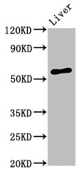 Western Blot  | Positive WB detected in: Rat liver tissue  | All lanes: AMIGO2 antibody at 3.2µg/ml  | Secondary  | Goat polyclonal to rabbit IgG at 1/50000 dilution  | Predicted band size: 58 kDa  | Observed band size: 58 kDaRabbit anti-Human AMIGO2 Polyclonal Antibody
