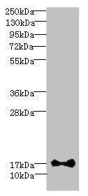 Western blot  | All lanes: ISCA2 antibody at 0.4µg/ml + HL60 whole cell lysate  | Secondary  | Goat polyclonal to rabbit IgG at 1/10000 dilution  | Predicted band size: 17, 7 kDa  | Observed band size: 17 kDa