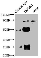 Immunoprecipitating HOOK3 in 293 whole cell lysate  | Lane 1: Rabbit control IgG instead of HOOK3 Antibody in 293 whole cell lysate. For western blotting, a HRP-conjugated Protein G antibody was used as the secondary antibody (1/2000)  | Lane 2: HOOK3 Antibody (6µg) + 293 whole cell lysate (500µg)  | Lane 3: 293 whole cell lysate (20µg)Rabbit anti-Human HOOK3 Polyclonal Antibody