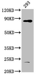 Western Blot  | Positive WB detected in: 293 whole cell lysate  | All lanes: HOOK3 antibody at 4.9µg/ml  | Secondary  | Goat polyclonal to rabbit IgG at 1/50000 dilution  | Predicted band size: 84 kDa  | Observed band size: 84 kDaRabbit anti-Human HOOK3 Polyclonal Antibody