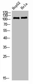 Western Blot analysis of HEPG2 Hela cells using NLRX1 Polyclonal Antibody diluted at 1:1000. Secondary antibody  was diluted at 1:20000Rabbit anti-Human NLRX1 Polyclonal Antibody