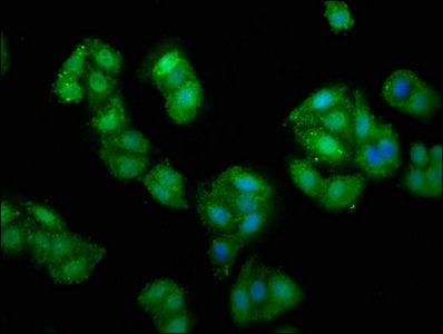 Immunofluorescence staining of HepG2 cells with PRUNE1 Antibody at 1:135, counter-stained with DAPI. The cells were fixed in 4% formaldehyde, permeabilized using 0.2% Triton X-100 and blocked in 10% normal Goat Serum. The cells were then incubated with the antibody overnight at 4°C. The secondary antibody was Alexa Fluor 488-congugated AffiniPure Goat Anti-Rabbit IgG(H+L).Rabbit anti-Human PRUNE1 Polyclonal Antibody