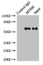 Immunoprecipitating MTDH in Hela whole cell lysate | Lane 1: Rabbit control IgG instead of (1μg) instead of MTDH Antibody in Hela whole cell lysate. | For western blotting, a HRP-conjugated anti-rabbit IgG, specific to the non-reduced form of IgG was used as the Secondary antibody (1/50000) | Lane 2: MTDH Antibody (4μg) + Hela whole cell lysate (500μg) | Lane 3: Hela whole cell lysate (20μg)Rabbit anti-Human MTDH Polyclonal Antibody