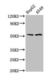 Western Blot  | Positive WB detected in: HepG2 whole cell lysate, A549 whole cell lysate  | All lanes: SPRED1 antibody at 3µg/ml  | Secondary  | Goat polyclonal to rabbit IgG at 1/50000 dilution  | Predicted band size: 51 kDa  | Observed band size: 51 kDa
