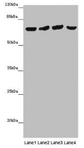 Western blot | All lanes: FRMD5 antibody at 16 μg/ml | Lane 1: Mouse kidney tissue | Lane 2: Mouse heart tissue | Lane 3: Mouse skeletal muscle tissue | Lane 4: Mouse lung tissue | Secondary | Goat polyclonal to rabbit IgG at 1/10000 dilution | Predicted band size: 66, 64 kDa | Observed band size: 65 kDaRabbit anti-Human FRMD5 Polyclonal Antibody