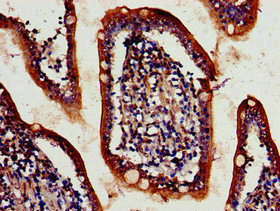 IHC image of ATG4D Antibody diluted at 1:700 and staining in paraffin-embedded human small intestine tissue performed on a Leica BondTM system. After dewaxing and hydration, antigen retrieval was mediated by high pressure in a citrate buffer (pH 6.0). Section was blocked with 10% normal goat serum 30min at RT. Then primary antibody (1% BSA) was incubated at 4°C overnight. The primary is detected by a biotinylated secondary antibody and visualized using an HRP conjugated SP system.