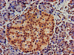 IHC image of ATG4D Antibody diluted at 1:700 and staining in paraffin-embedded human pancreatic tissue performed on a Leica BondTM system. After dewaxing and hydration, antigen retrieval was mediated by high pressure in a citrate buffer (pH 6.0). Section was blocked with 10% normal goat serum 30min at RT. Then primary antibody (1% BSA) was incubated at 4°C overnight. The primary is detected by a biotinylated secondary antibody and visualized using an HRP conjugated SP system.