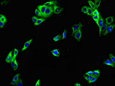 Immunofluorescent analysis of HepG2 cells using LRRTM4 Antibody at dilution of 1:100 and Alexa Fluor 488-congugated AffiniPure Goat Anti-Rabbit IgG(H+L)