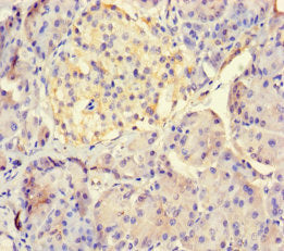 Immunohistochemistry of paraffin-embedded human pancreatic tissue using LHFPL1 Antibody at dilution of 1:100