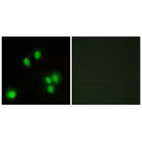 Immunofluorescence analysis of A549 cells, using GA45G antibody.Rabbit anti-Human GADD45G Polyclonal Antibody