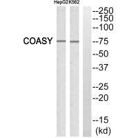 Western blot analysis of extracts from HepG2 cells and K562 cells, using GA45G antiobdy.Rabbit anti-Human GADD45G Polyclonal Antibody