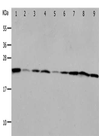 Gel: 12%SDS-PAGE, Lysate: 40 μg, Lane 1-9: Mouse liver tissue, Mouse kidney tissue, NIH/3T3 cells, RAW264.7 cells, human fetal brain tissue, 293T cells, K562 cells, Jurkat cells, Hela cells, Primary antibody: PRDX1 Antibody(PRDX1 Antibody) at dilution 1/400, Secondary antibody: Goat anti rabbit IgG at 1/8000 dilution, Exposure time: 50 secondsRabbit anti-Human PRDX1 Polyclonal Antibody