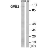 Western blot analysis of extracts from COS cells, using GRB2 (Ab-159) antibody.Rabbit anti-Human GAB2 Polyclonal Antibody