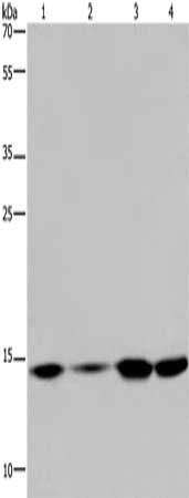 Gel: 10%SDS-PAGE, Lysate: 40 μg, Lane 1-4: Hela cells, 231 cells, K562 cells, human fetal brain tissue, Primary antibody: HIST1H2AB Antibody(HIST1H2AB Antibody) at dilution 1/200, Secondary antibody: Goat anti rabbit IgG at 1/8000 dilution, Exposure time: 5 minutesRabbit anti-Human HIST1H2AB Polyclonal Antibody