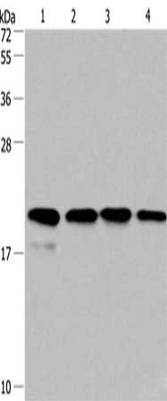 Gel: 10%SDS-PAGE, Lysate: 40 μg, Lane 1-4: PC3 cells, 293T cells, human liver cancer tissue, hela cells, Primary antibody: PPIF Antibody(PPIF Antibody) at dilution 1/500, Secondary antibody: Goat anti rabbit IgG at 1/8000 dilution, Exposure time: 20 secondsRabbit anti-Human PPIF Polyclonal Antibody