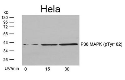 Western blot analysis of extracts from Hela cells untreated or treated with UV for the indicated times, using P38 MAPK(Phospho-Tyr182) Antibody.