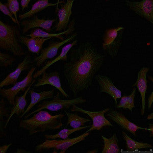 Immunofluorescence staining of methanol-fixed Hela cells using ATF2(Ab-71 or 53) Antibody.Rabbit anti-Human ATF2 Polyclonal Antibody