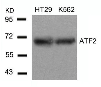 Western blot analysis of extracts from HT29 and K562 cells using ATF2(Ab-71 or 53) Antibody.Rabbit anti-Human ATF2 Polyclonal Antibody
