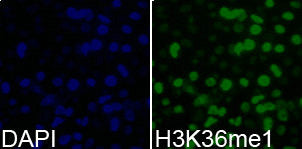 Immunofluorescence analysis of 293T cell using H3K36me1 antibody. Blue: DAPI for nuclear staining.Rabbit anti-Human HIST3H3 Polyclonal Antibody