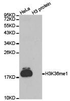 Western blot analysis of extracts of HeLa cell line and H3 protein expressed in E.coli., using H3K36me1antibody.Rabbit anti-Human HIST3H3 Polyclonal Antibody