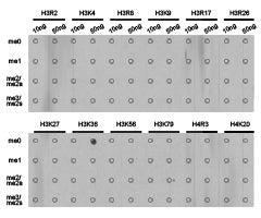 Dot-blot analysis of all sorts of methylation peptides using H3K36me1 antibody.Rabbit anti-Human HIST3H3 Polyclonal Antibody