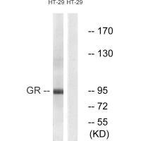 Western blot analysis of extracts from HeLa cells treated with PMA (125ng/ml, 30min), using GR (Ab-211) antibody.Rabbit anti-Human NR3C1 Polyclonal Antibody
