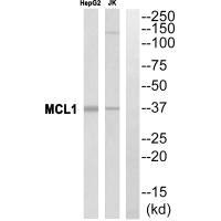 Western blot analysis of extracts from HuvEc cells, using MCL1 antibody.