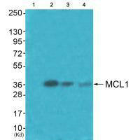 Western blot analysis of extracts from HuvEc cells (Lane 2), JK cells (Lane 3) and cos-7 cells (Lane 4), using MCL1 antiobdy. The lane on the left is treated with synthesized peptide.