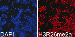 Immunofluorescence analysis of 293T cell using H3R26 me2a antibody. Blue: DAPI for nuclear staining.Rabbit anti-Human HIST3H3 Polyclonal Antibody