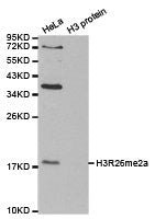 Western blot analysis of extracts of HeLa cell line and H3 protein expressed in E.coli., using H3R26me2a antibody.Rabbit anti-Human HIST3H3 Polyclonal Antibody