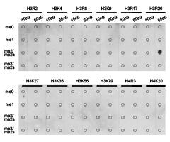 Dot-blot analysis of all sorts of methylation peptides using H3R26 me2a antibody.Rabbit anti-Human HIST3H3 Polyclonal Antibody