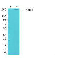 Western blot analysis of extracts from HepG2 cells (Lane 2), using p300 antiobdy. The lane on the left is treated with synthesized peptide.Rabbit anti-Human EP300 Polyclonal Antibody