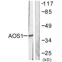 Western blot analysis of extracts from 293 cells, using AOS1 antibody.Rabbit anti-Human SAE1 Polyclonal Antibody