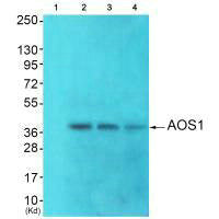 Western blot analysis of extracts from Colo cells, HepG2 cells and 293 cells using AOS1 antibody. The lane on the left is treated with synthesized peptide.Rabbit anti-Human SAE1 Polyclonal Antibody