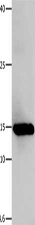 Gel: 12+15%SDS-PAGE, Lysate: 40 μg, Lane: Human fetal muscle tissue, Primary antibody: LGALS1 Antibody(LGALS1 Antibody) at dilution 1/500, Secondary antibody: Goat anti rabbit IgG at 1/8000 dilution, Exposure time: 10 seconds