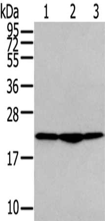 Gel: 12%SDS-PAGE,Lysate: 40 μg,Lane 1-3: PC3 cells, A549 cells, Raji cells,Primary antibody: TMED2 Antibody(TMED2 Antibody) at dilution 1/400 dilution,Secondary antibody: Goat anti rabbit IgG at 1/8000 dilution,Exposure time: 3 secondsRabbit anti-Human TMED2 Polyclonal Antibody