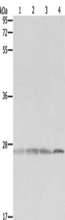 Gel: 10%SDS-PAGE, Lysate: 40 μg, Lane 1-4: Hela cells, 293T cells, MCF7 cells, Jurkat cells, Primary antibody: PRDX3 Antibody(PRDX3 Antibody) at dilution 1/300, Secondary antibody: Goat anti rabbit IgG at 1/8000 dilution, Exposure time: 40 secondsRabbit anti-Human PRDX3 Polyclonal Antibody