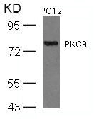 Western blot analysis of extracts from PC12 cells using PKCth(Ab-676) Antibody.Rabbit anti-Human PRKCQ Polyclonal Antibody
