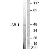 Western blot analysis of extracts from LOVO cells, using JAB1 antibody.Rabbit anti-Human COPS3 Polyclonal Antibody