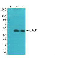 Western blot analysis of extracts from A549  cells (Lane 2) and HepG2 cells (Lane 3), using JAB1 antiobdy. The lane on the left is treated with systhesized peptide.Rabbit anti-Human COPS3 Polyclonal Antibody