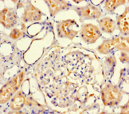 Immunohistochemistry of paraffin-embedded human kidney tissue using the antibody at dilution of 1:100Rabbit anti-Human VMO1 Polyclonal Antibody