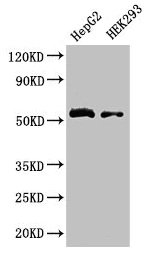 Western Blot  | Positive WB detected in: HepG2 whole cell lysate, HEK293 whole cell lysate  | All lanes: LDHD antibody at 3.2µg/ml  | Secondary  | Goat polyclonal to rabbit IgG at 1/50000 dilution  | Predicted band size: 55, 53 kDa  | Observed band size: 55 kDa