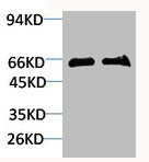 Western blot analysis of 1) Mouse Brain Tissue, 2)Rat Brain Tissue with GABA Transporter 1 Rabbit pAb diluted at 1:2,000.Rabbit anti-Human SLC6A1 Polyclonal Antibody