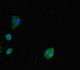Immunofluorescent analysis of HepG2 cells using MILR1 Antibody at dilution of 1:100 and Alexa Fluor 488-congugated AffiniPure Goat Anti-Rabbit IgG(H+L)