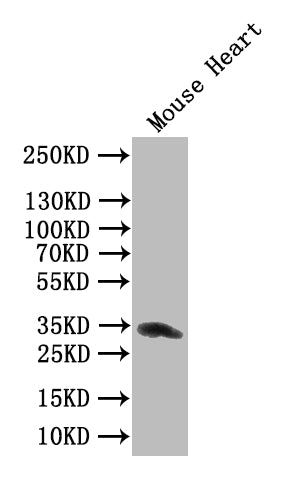 Western Blot Positive WB detected in: Mouse Heart tissue lysate All lanes: Clec4g antibody at 1:1000 Secondary Goat polyclonal to rabbit IgG at 1/50000 dilution Predicted band size: 34 kDa Observed band size: 34 kDaRabbit anti-Mus musculus (Mouse) Clec4g Polyclonal Antibody