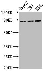 Western Blot  | Positive WB detected in: HepG2 whole cell lysate, 293 whole cell lysate, K562 whole cell lysate  | All lanes: CDH7 antibody at 5.5µg/ml  | Secondary  | Goat polyclonal to rabbit IgG at 1/50000 dilution  | Predicted band size: 88 kDa  | Observed band size: 88 kDaRabbit anti-Human CDH7 Polyclonal Antibody