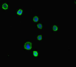 Immunofluorescent analysis of MCF-7 cells using PRKAA2 Antibody at dilution of 1:100 and Alexa Fluor 488-congugated AffiniPure Goat Anti-Rabbit IgG(H+L)Rabbit anti-Human PRKAA2 Polyclonal Antibody